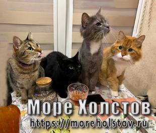 Котики